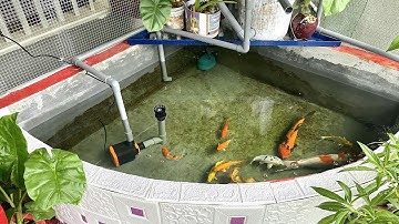 Hồ Cá Koi 800l Đẹp - Bộ Lọc Tự Thiết Kế Nước Siêu Trong Nuôi Cá F1 Đẹp.Hồ Em Chiến Ở Thái Nguyên.