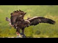 Eagle Wings Of Freedom Inspirational Sky Anthem 