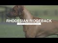 RHODESIAN RIDGEBACK: A DOG LOVER'S INTRODUCTION
