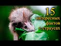 15 интересных фактов о страусах!