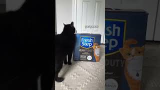 Is Your Cat This Cute?