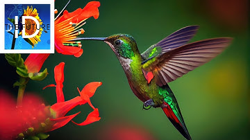 The Scientific Problems with Kojonen