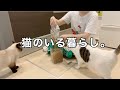猫たちの朝に密着したら癒された。【モーニングルーティン】