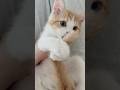 しっぽじゃらし🤭#cat #cats #猫 #ミヌエット #猫のいる生活 #のんたん