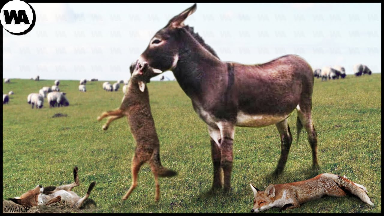 Meditating donkeys