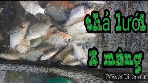 Thả lưới 3 màng chỉ có ở miền tây