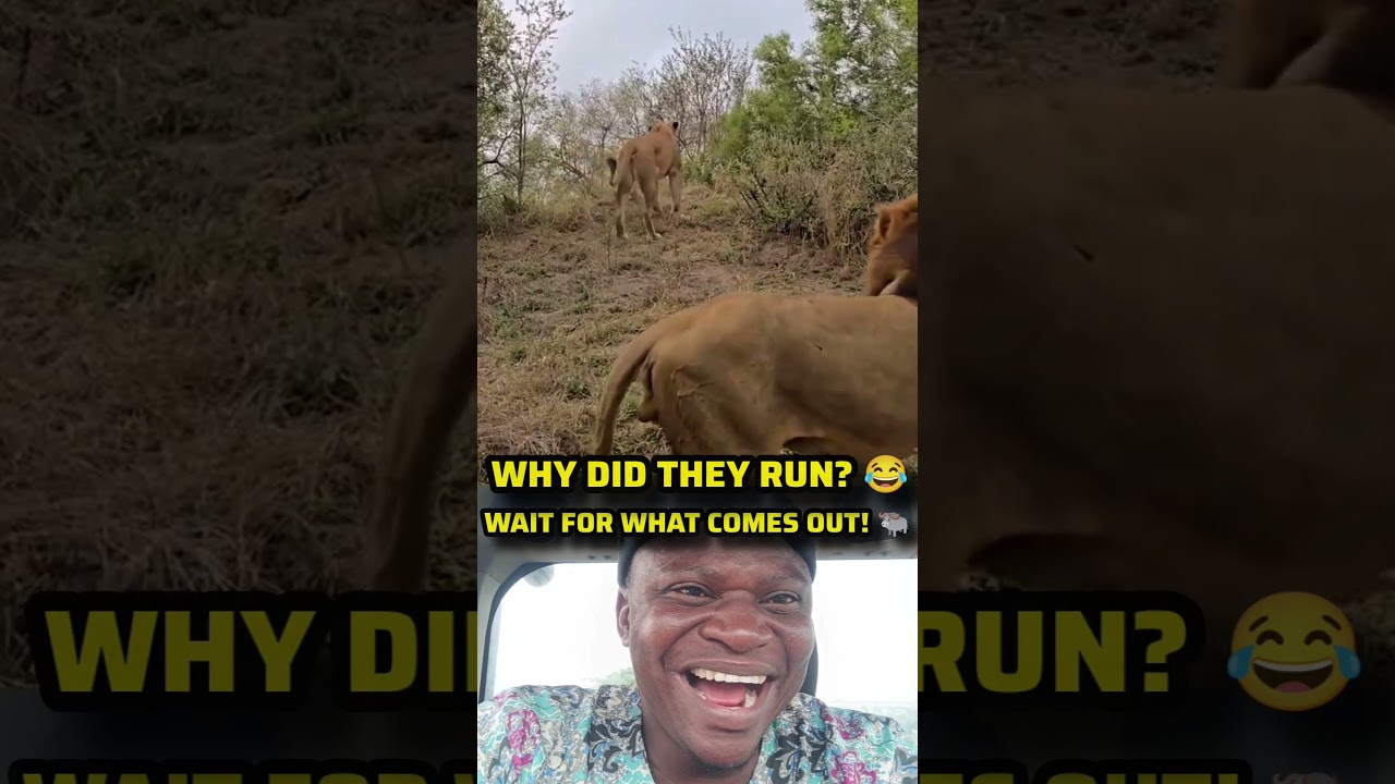 THE LIONS THOUGHT THEY WERE THE HUNTERS UNTIL THIS.😳🐃 #shorts #funny #wildlife #animals #lions