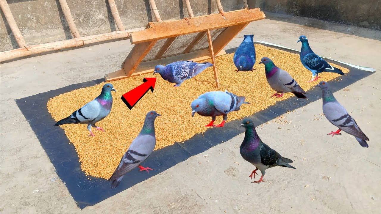 How To Catch Pigeon From Basket !!  Easy Pigeon Trap On Rooftop !! Pigeon Trap