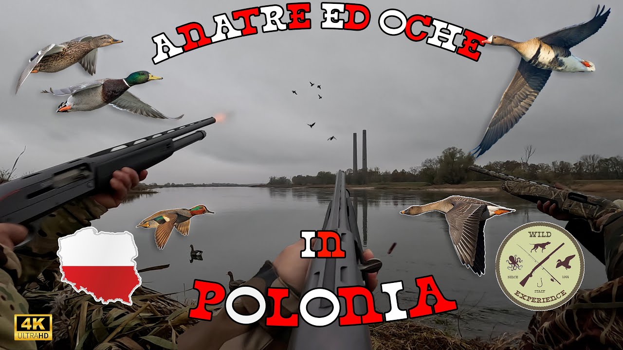 ANATRE ed OCHE in POLONIA - LA STORIA DI UN SOGNO REALIZZATO - DUCK & GEESE HUNT POLAND - PATOS - 4K