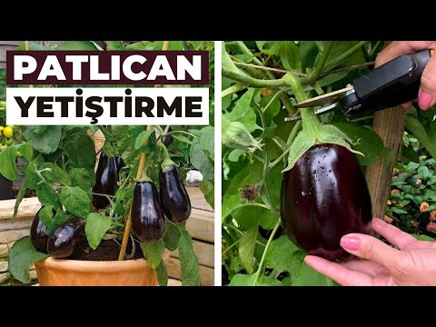 Video: Evde patlıcan yetiştirmek