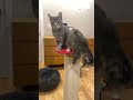 117 - Coffee & Cats with Frances and Family