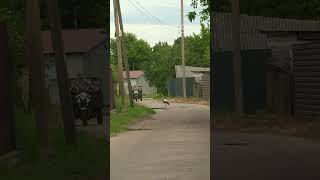 Аист 🩶🤍🩶 #село ,#природа,#птицы,#деревня ,#аист