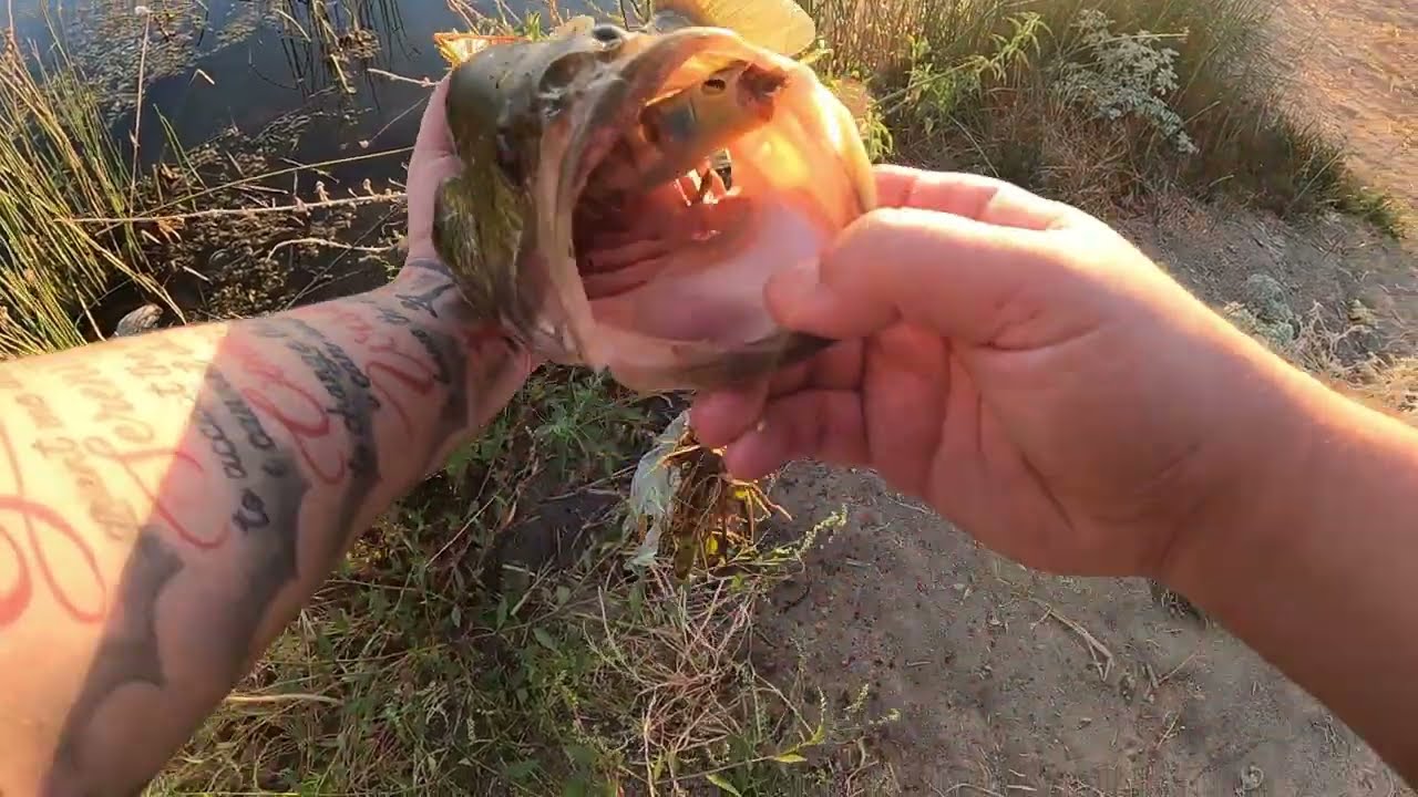 Grinding For Big Bass(Topwater Frog Blowups!!!)
