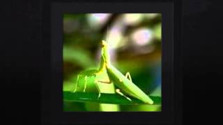 Hydrex Pest Control Inc | Pest Control North Highlands CA