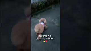 STAY SAFE AND BLESSED EVERYONE #migzthepoodle by MIGhty MIGZ the POODLE 17 views 6 months ago 1 minute, 26 seconds