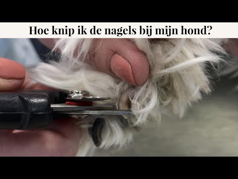 Hoe knip ik de nagels bij mijn hond? | Instructievideo