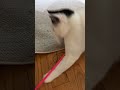 Funky Cat Ozzy Tears the Roof off the Sucka