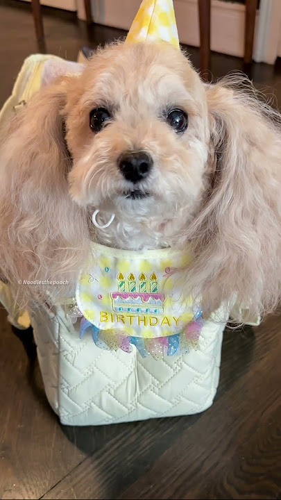 Happy birthday to me! 8-14-25 #noodlesthepooch #birthday #leo