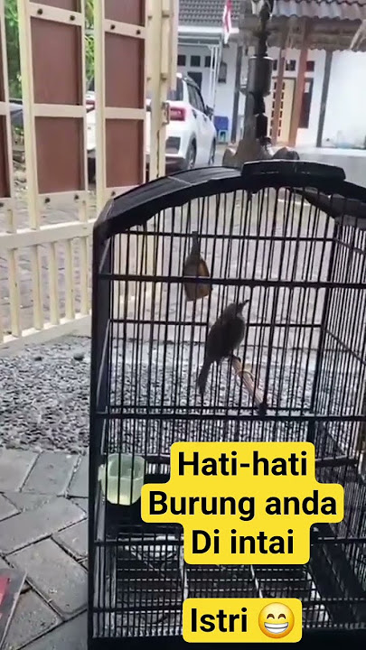 nggak nyangka ||| Akan jadi buronan istri burung ini 😁