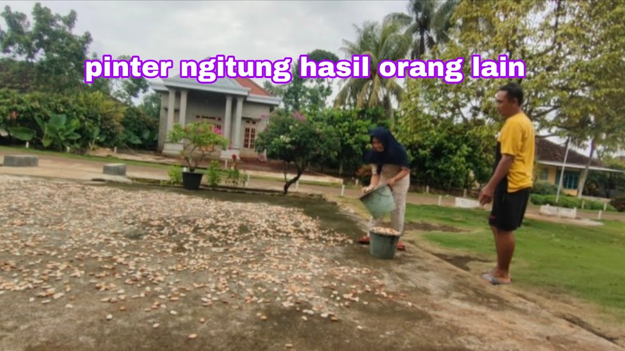 Paling gampang ngitungi hasil panenan Tetangga
