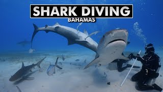 Shark diving in the Bahamas: Cat Island to Tiger Beach [4k]