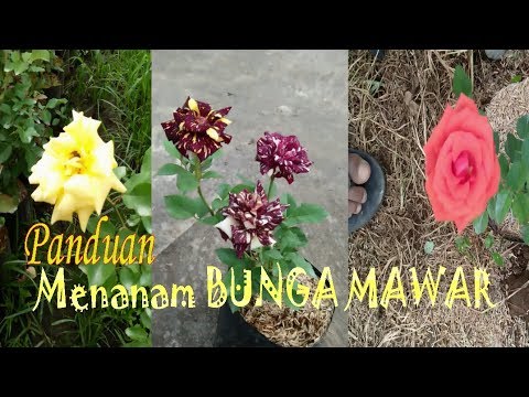 TIPS  Panduan Menanam BUNGA  MAWAR di pekarangan Agar Tumbuh Subur