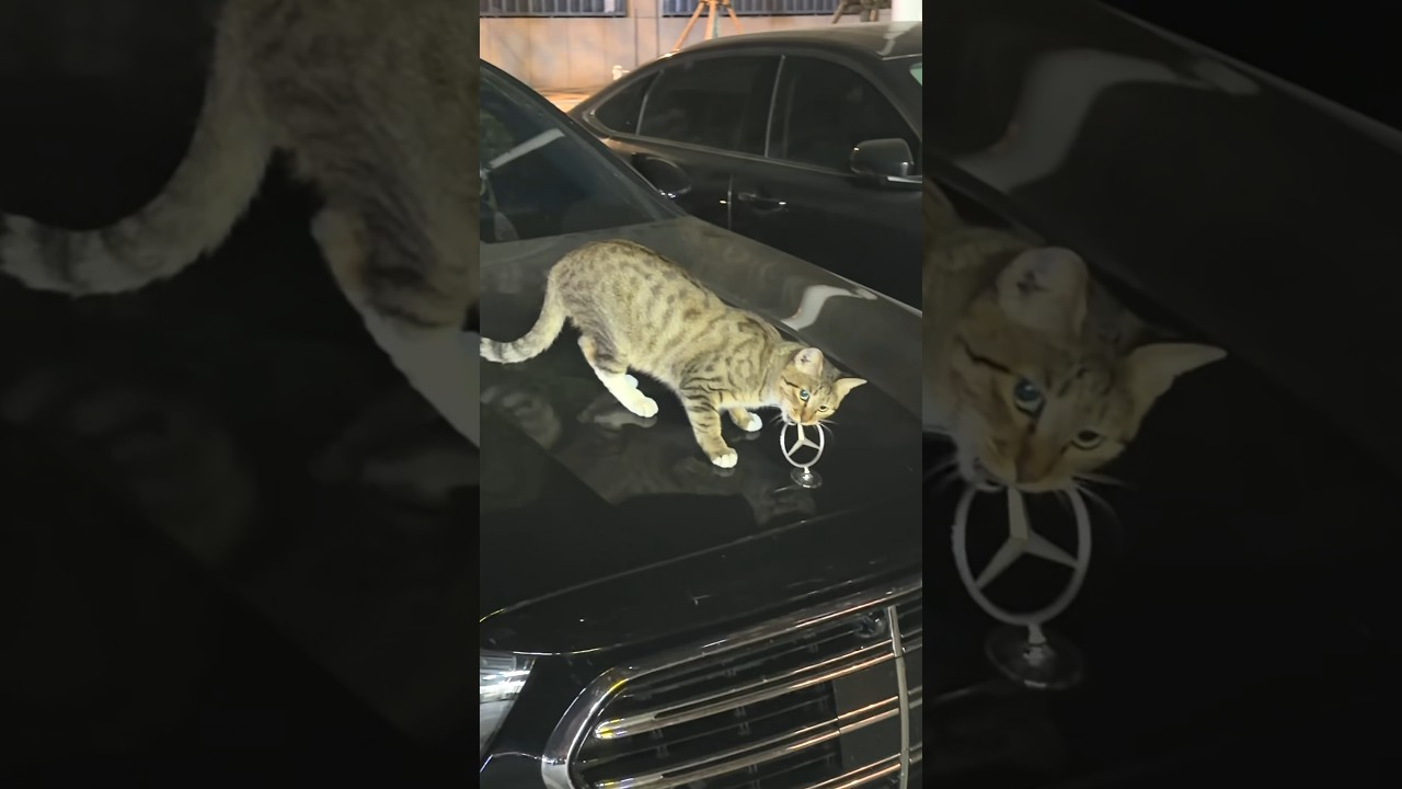 Cat Nibbles Mercedes Hood Ornament While Perched on Car Hood