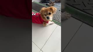 Download Lagu Full below  #puppy  #doglife  #dogsofinsta #dogstagram #kokonidog #ilovepuppuy MP3