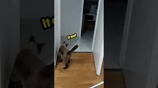 DO A CATFLIP! #cat #tricks #funny