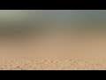 Amazing Donkey Meeting Donkeys Talking Reacting Must Watch 
