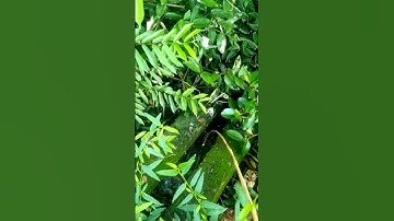 Đụng chạm hugo câu nhấp cá rô đồng mùa nước nổi @chuachactv