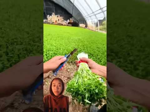 Kerau KO Saag Katni Yasto Tarika Harnus Trending Farming Agriculture Satisfying Peashooter