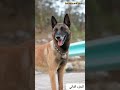 وفاء الكلاب أذكي كلب في العالم الجزء الثاني      