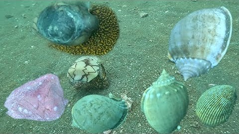 lặn biển bắt ốc  tỏi, sò  dương  ,ốc  vôi dưới độ sâu 10m nước |lặn biển phú quốc bắt hải sản tập 46