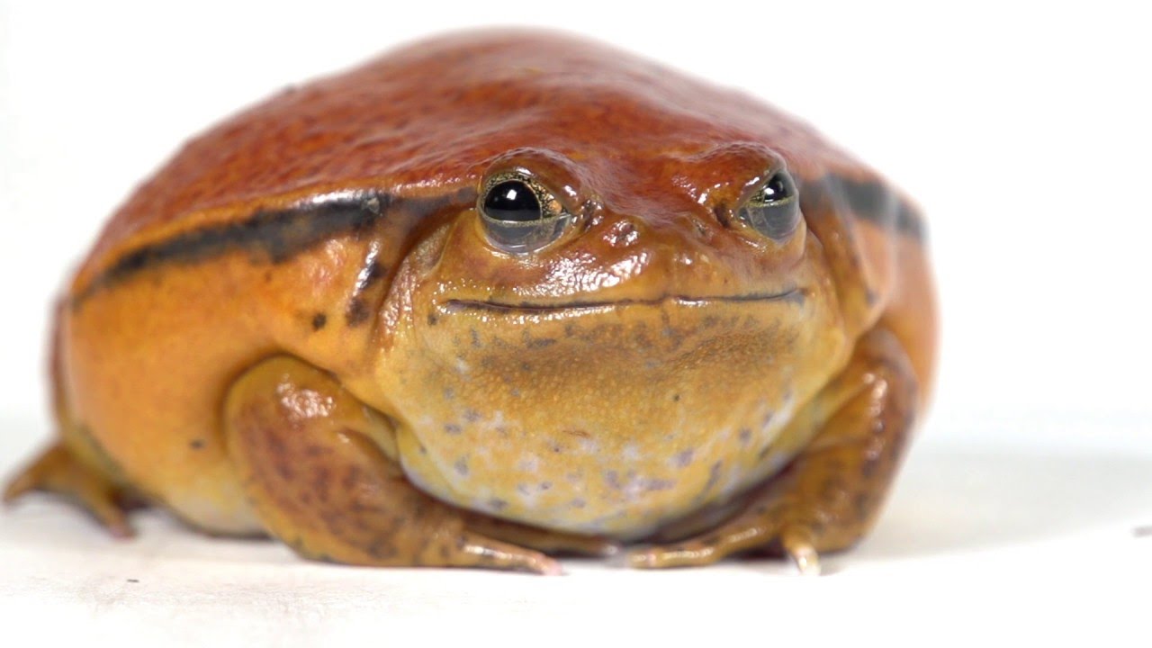 maxresdefault.jpg