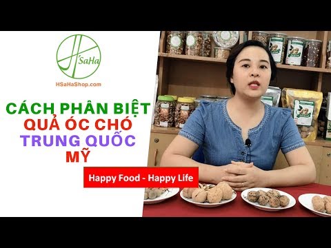 Video: Óc Chó Mỹ