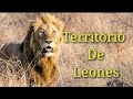Territorio de Leones #1 Noviembre 2019