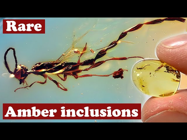 洋楽 bugs in amber rocketship letters 洋楽 bugs in amber