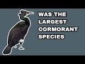 Spectacled Cormorant - Recently Extinct Animals