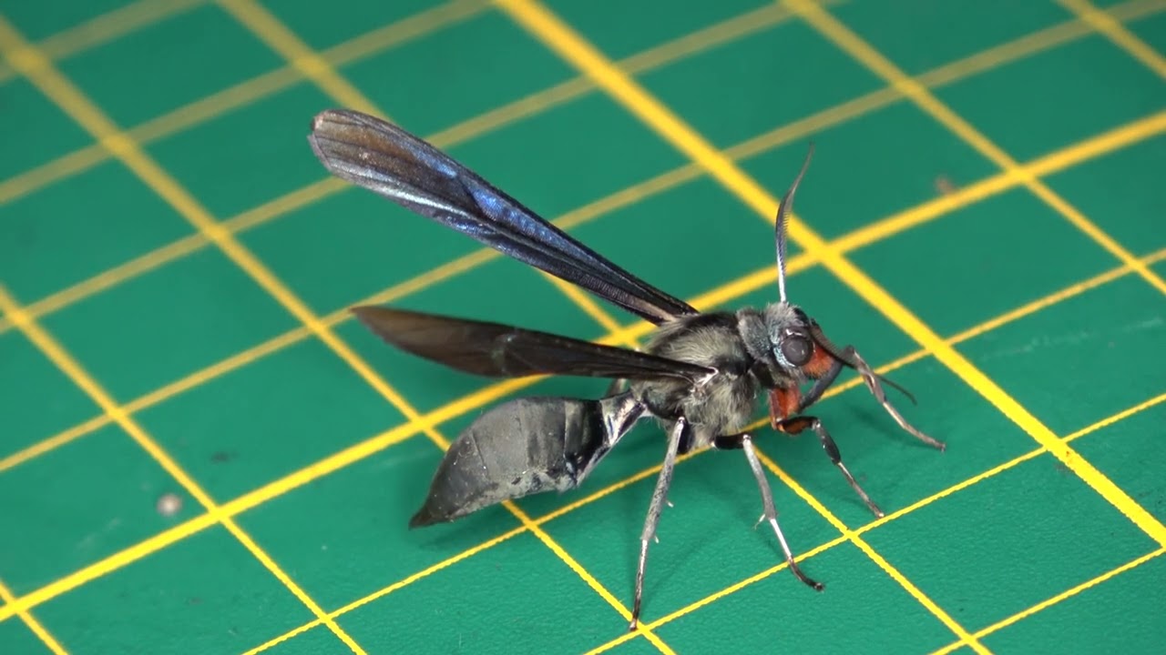 Moth mimics wasp the way you mimic a functioning person (Pseudosphex rubripalpus)
