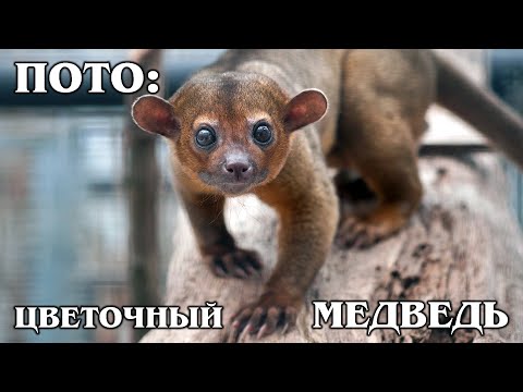 KINKAJOU: A pet flower bear, monkey, or raccoon? Interesting facts about kinkajou and animals