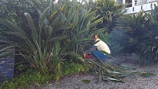 We had to uproot plants that have been there for decades | Satisfying garden makeover