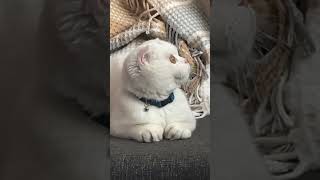 Yaramaz Kedi Casper Sinek Arıyor Bölüm 13