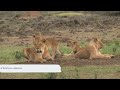 African safaris serengeti to krugers untamed beauty safariexperience