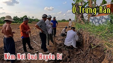 Cặp Rắn Hổ Mang Nó Ở Nơi Quá Bí Hiểm | Mười Thương Săn Bắt