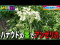 【おかず0円生活】ハナウドの茎でアンゼリカ