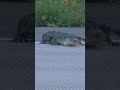4-foot gator spotted trying to cross busy Texas road