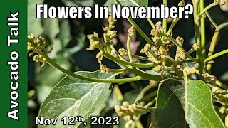 Flowers In November? Avocado Talk