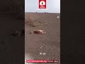 نفوق عدد من البهايم بسبب تعرضهم لصعقة كهربائية من سلك ساقط بين عمودين