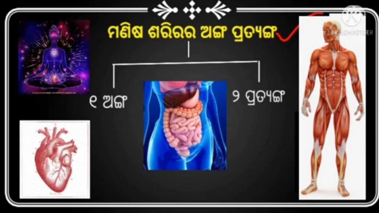 anga pratyanga । anga pratyanga upanga । anga pratyanga vibhaga । ଶରୀରର ...